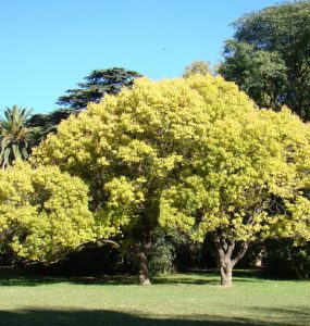 Colegio de Arquitectos de Mendoza (CAMZA)