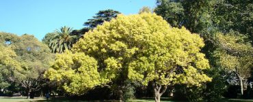 Colegio de Arquitectos de Mendoza (CAMZA)